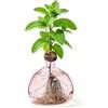Qnbonrich Vaso per semi di avocado, per coltivare avocado e castagne, per uso interno ed esterno (rosa)