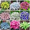Govixed Miscela Premium Hosta, oltre 200 varietà perenni multicolori tolleranti all'ombra, da giardino e da vaso