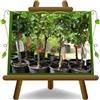 EURO PLANTS VIVAI Pero Nano - Pianta da Frutto su Vaso ø 24/26 cm - Altezza 80~100 cm- Età 4 Anni