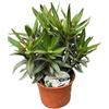 PERAGA GARDEN 1 PIANTA DI OLEANDRO EVOLUTION POPCORN BIANCO VASO 14CM