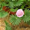 Generic Shopmeeko Rare Exotique Oxalis Graines De Fleurs Oxalis Violet Trèfle Trèfle Extérieur Maison Jardin Paquet De 100 Orange