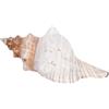 HAMPPLIES Conchiglie Naturali Grandi 16-18 Cm per Decorazioni Casa, Riempitivi per Vasi e Acquari, Ornamenti Marini per Feste a Tema Spiaggia e Artigianato Creativo