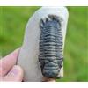 Trilobite - Crotalocephalina (Crotalocephalus) Gibbus - Devoniano - Marocco