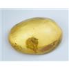 Gemsmyriad 100% Naturale Giallo Ambra 14.10 KT 26 MM Non Trattato Agrati Ovale Cabochon