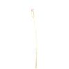 ZHANJIANG STAR ENT. CO., Ltd Safety Catetere Foley 2 Vie In Lattice Siliconato Ch18 Rosso, 1 Pezzo, Catetere a Permanenza, Palloncino 5-15 ml