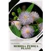 Andrey Lalko Mimosa pudica plant (Tascabile)