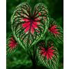CZ Grain Bulbi di caladio di lucertola piccante per piantare, piante tropicali colorate con fogliame tropicale, piante d'appartamento amorevoli per contenitori, decorazioni per patio e giardino (10 lampadine)