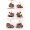 DHYANA - Resina d'incenso - Mirra - 6 sacchetti da circa 16 GR - Incenso Naturale per Purificare - Origine India - Totale 100 Grammi