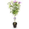 Plantenboetiek.nl Hibiscus syriacus Lavendor Chiffon - Pianta da appoggio - Pianta da terrazzo - Decidua - Bassa manutenzione - 80-90cm - Ø19cm - Pianta da giardino