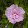 le Georgiche Vivai le Georgiche - Pianta vera di Hibiscus syriacus Lavender Chiffon - vaso Ø 18 cm