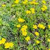 Generic Semi di Cinquefoglia - Potentilla anserina - per giardino semi di esotiche biologici semi di selvatiche 200pcs