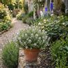 Bloomique - Set di 6 - Thymus vulgaris - Timo vero - Resistente all'inverno - Piante da balcone - Piante aromatiche - Profumate - Altezza 10-20 cm - Vaso 9 cm