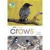 Bloomsbury Wildlife RSPB Spotlight Crows