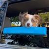 Generic Poggia-mento per finestrino auto, per cani, universale, per cuccioli, comodo e sicuro, accessorio per proteggere mento, denti e collo, per auto, camion e SUV