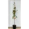 Vivai Decandia Giovanni PIANTE DI QUERCIA Compatible with CERRO Q. CERRIS IN VASO 24 CM ALTEZZA 170 CM (foto reale)