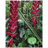 Seeds & Plants Shop by Ipsa Pezzi - 5x Heliconia Longa Zierblumen, Zierlaub Rosso, Giallo Piante - Seme ID1728 - Seeds & Plants Shop by Ipsa