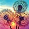 MXJSUA DIY 5D Diamond Painting by number Kits,Pittura diamante 5D fai da te Dandelions pieno trapano strass ricamo a punto croce PICTURES Arts Craft for home Wall Decor 30 x 30 cm