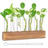 Bordeag Vaso, provette per fiori, vaso per fiori, vaso per fiori, piccoli vasi, provette, moderno vaso in vetro con supporto in legno, spazzola per la pulizia delle piante idroponiche, per la casa e