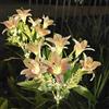 JHzood Outdoor Solar Garden Lights, LED Solar Lights with Lily Flower Bloom Design, Waterproof for Courtyard Decoration, Garden Patio and Pathway, Christmas and Birthday Gifts. (Pink)