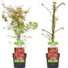 GardenersDream Acer palmatum Phoenix | Acero giapponese Pianta da giardino deciduo Arbusto in vaso