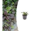 Plantenboetiek.nl Ajuga reptans 'Catlin's Giant' | 24 pezzi - 10-25cm - Ø9cm - Pianta da giardino