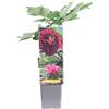 eGarden.store Pianta vera di Peonia Arborea - Paeonia Suffruticosa pianta da esterno pianta da fiore colori misti pianta ornamentale di Peonia venduta da eGarden.store (Wu Jin Yao Hui - Porpora v.12 cm)