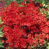 GardenersDream 1 pianta durevole di arbusto sempreverde giapponese AZALEA 'GEISHA RED' in vaso.