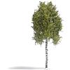 ‎Busch Busch - Birke 170 mm Fruhling H0 (7/22) *BU3781