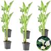 Bloomique - Set di 6 - Zantedeschia Aethiopica - Calla Bianca - Pianta Acquatica - Pianta da Stagno - Resistente al Freddo - Alte 10-20 cm - Vaso 9 cm