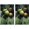 Herboplanet Msa Ficus Carica 50 Ml 2x50 ml Gocce orali