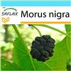 SAFLAX - Confezione regalo - Gelso nero - 200 semi - Morus nigra