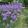 Generic Semi di Verbena officinalis, semi di verbena, da balcone amici e perenni giardino regali per gli amanti del 800pcs