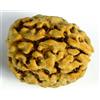 Naturale 3 Mukhi Rudraksh / Collezionista Perla Rudraksha Tre Faccie