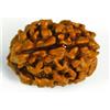 3 Mukhi Rudraksha Tre Viso Perline Nepal Origine 100% Originale Energized