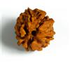 3 Mukhi Energizzato Rudraksha Tre Facce Rudraksh Perle Origine Nepal