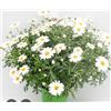 Generico Margherita Terre di Romagna, Pianta in Vaso 12cm, Fiori Bianchi da Giardino altissimo livello camomillla pura. Anche comestibile