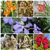 Generic Orchidea Vanda ornamentali tetti verdi d'appartamento esotiche di al coperto balcone primavera ufficio semi di 300pcs