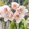 Generic semi di orchidee - giardino semi di orchidee selvatiche perenne ufficio 200pcs