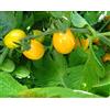 Generico PIANTE POMODORO DATTERINO GIALLO TERRE DI ROMAGNA 5 pz Made in italy