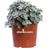 eGarden.store Pianta di Origanum Dictamnus o Dittamo di Creta o Origano di creta pianta aromatica profumata ornamentale da esterno pianta tappezzante vera venduta da eGarden.store