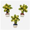SICILIA BEDDA CAPACI Magnete Calamita piantina Albero Limoni a Rilievo 3D in Ceramica di Caltagirone Decorato a Mano - Misure cm 9x5 (1Unità)
