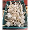 Generico Aglione in teste calibro misto - 0,5 kg per mangiare o seminare