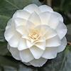 Vivaio di Castelletto Camelia bianca Camellia japonica Purity pianta in vaso ø17 cm Vivaio di Castelletto
