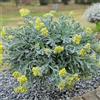 Generic Semi di Xerochrysum bracteatum, esotici rare semi di campo rustiche 350pcs