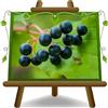 EURO PLANTS VIVAI Ribes Nero - Pianta da Frutto Antico su Vaso ø 15~20 cm - Altezza 80 cm - Età 2 Anni