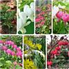 Generic semi cuore sanguinante - ornamentali balcone rampicante balcone 150pcs