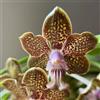 Generic semi di orchidea Vanda, raro resistenti esotico per giardinieri estivi serre balcone semi di arredamento del soggiorno interno come 20pcs
