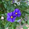 AMDGarden Solanum Rantonnetii Gelsomino del Paraguay Cielo Stellato Pianta Sempreverde Fiore Viola h150 cm in Vaso 18cm per Esterni