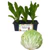 P. Piantine da Orto | Radicchio Bianco di Milano, Kit 9 Piantine, Pianta Pronta per il Trapianto, Pianta Vera da Orto, da Balcone e da Esterno, Vivaio Italiano