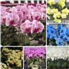Generic orchidea, orchidee - phalaenopsis ornamentali per zone soleggiate per l' di semi di ombra semi selvatici interno, autunnali 180semi